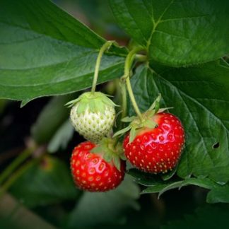 Fraisiers bio AB Demeter Plants de fraises Bioling 3