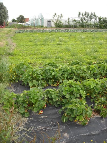 Fraisiers bio AB Demeter Plants de fraises Bioling 3