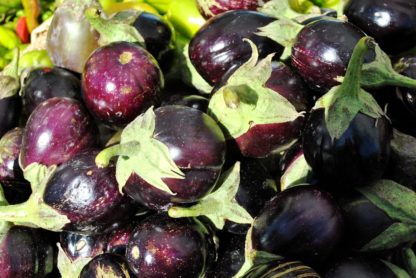Panaché d'aubergines Bioling Plants bio AB Demeter