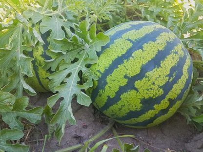 Plants de melons pastèques variétés anciennes bio Demeter Bioling 1
