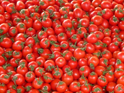 Plants de tomates et tomates cerises Bioling 11 bio AB et Demeter Variétés anciennes