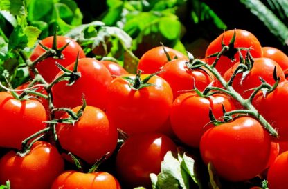 Plants de tomates et tomates cerises Bioling 11 bio AB et Demeter Variétés anciennes