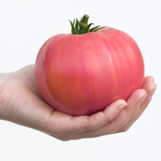 ROSE_DE_BERNE_ Guide Tout savoir sur la tomate : culture