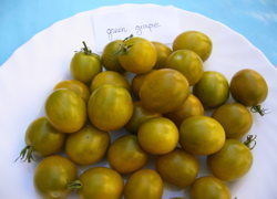 tomate raisin vert