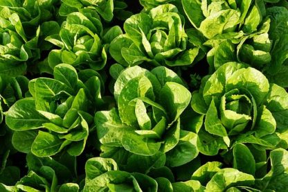 Plants de salades variétés anciennes bio Demeter Bioling