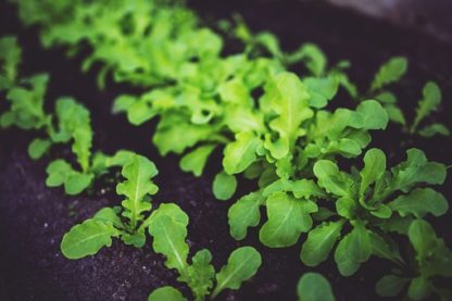 Plants de salades variétés anciennes bio Demeter Bioling