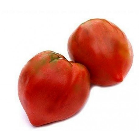 Mildiou tomates coeur de boeuf tomates anciennes pépinière de variétés anciennes bio plants Demeter Bioling2