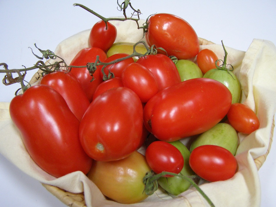Roma tomates anciennes pépinière de variétés anciennes bio plants Demeter Bioling2