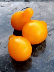tomates cerise poire rouge poire jaune tomates anciennes pépinière de variétés anciennes bio plants Demeter Bioling