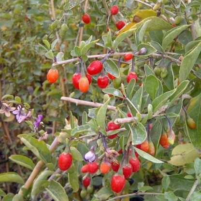 baies de goji tomates anciennes pépinière de variétés anciennes bio plants Demeter Bioling